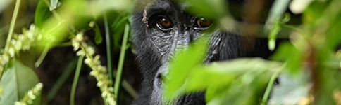 Transmission of tuberculosis between humans and great apes